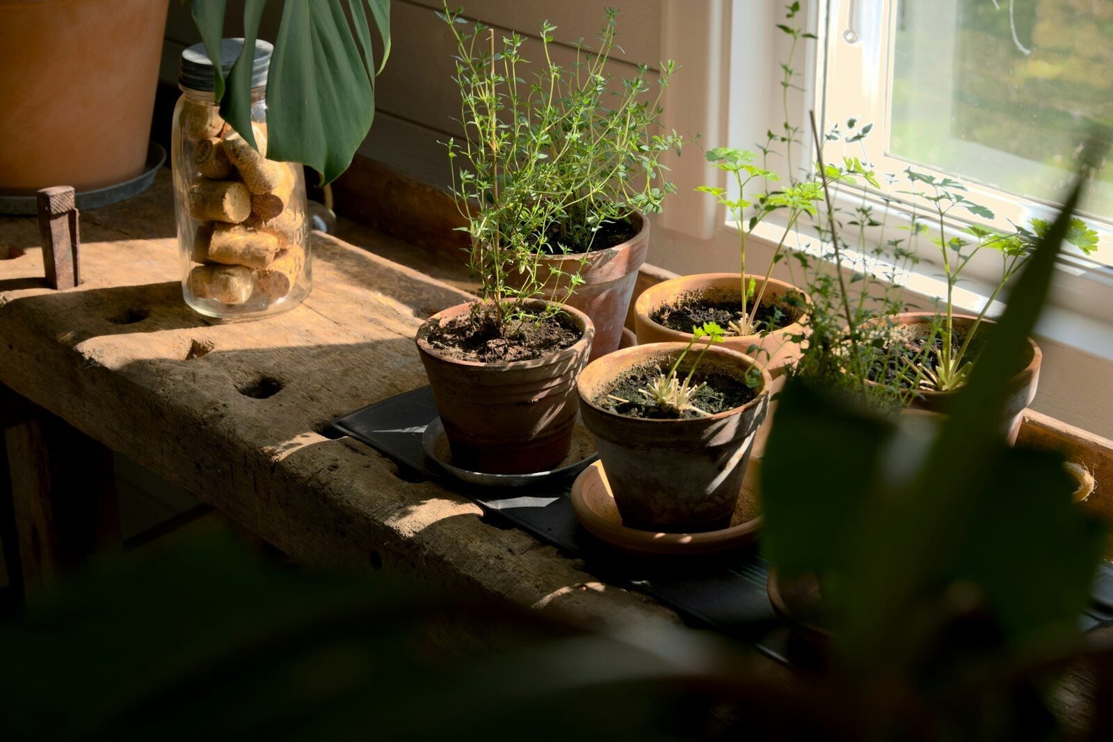 Potted herbs in terracotta pots on a rustic wooden workbench near a sunlit window